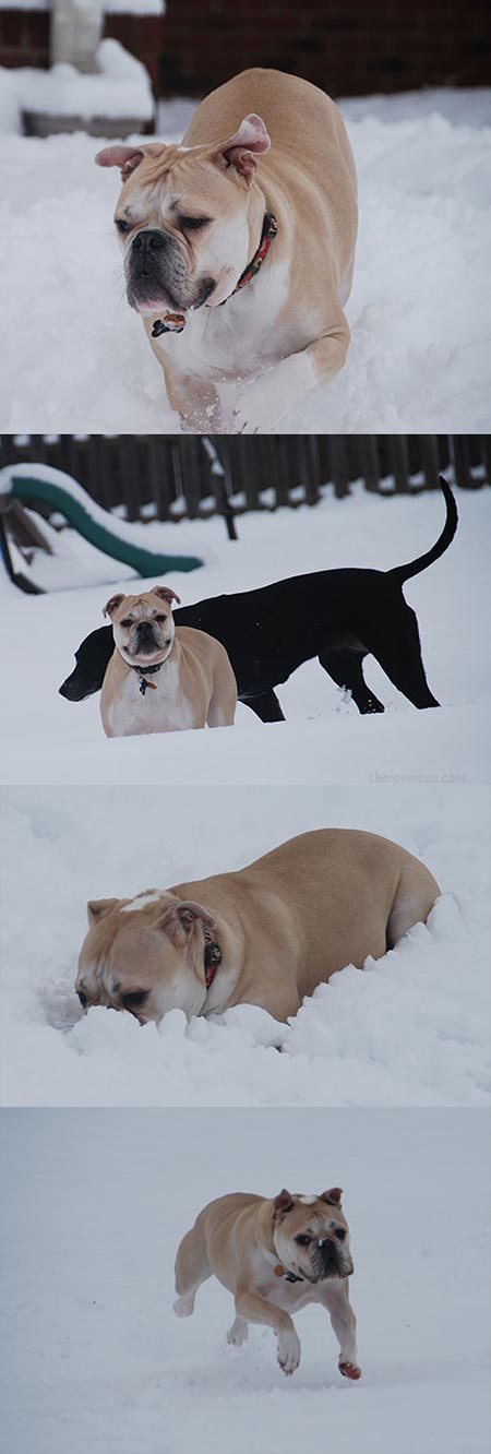 Bulldogs in winter. Bullfrogs in winter